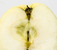 Malus Sieversii - Kaz12